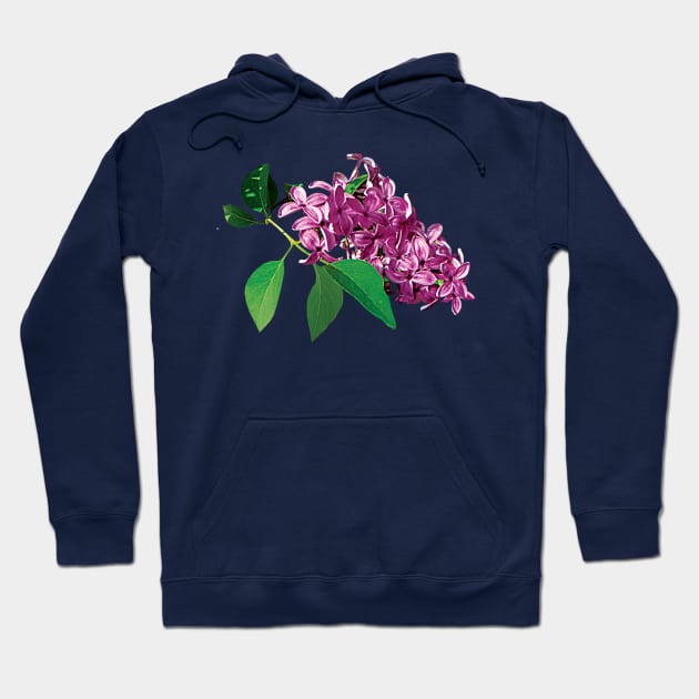 Lilacs - Small Cluster of Pink Lilacs Hoodie by SusanSavad